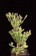 Hatiora salicornioides